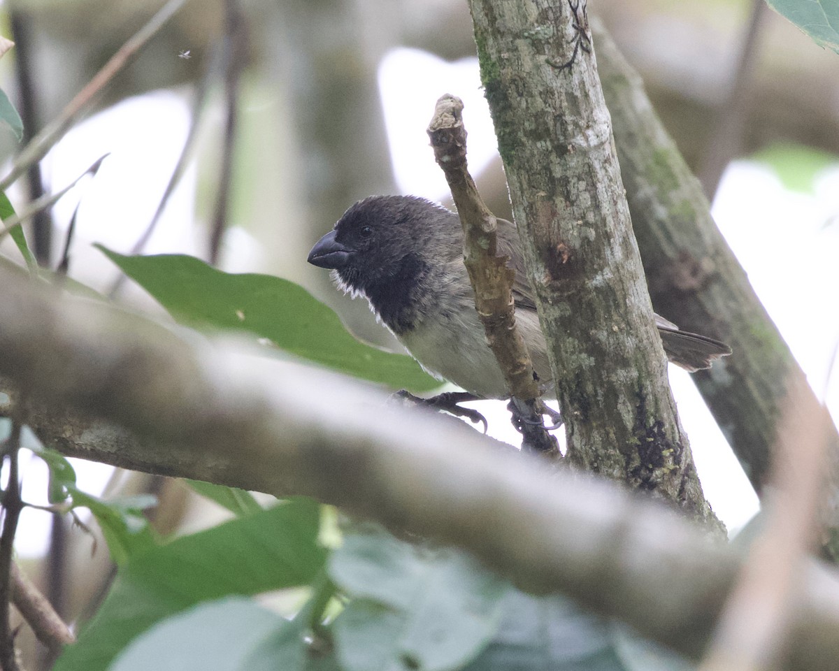 ML463742141 - Large Tree-Finch - Macaulay Library