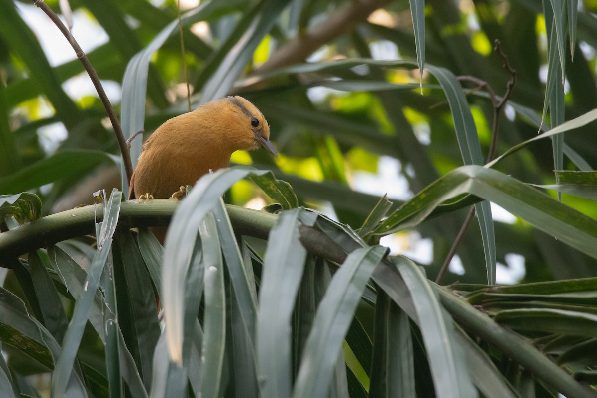 Buff-fronted Foliage-gleaner - Pablo Re