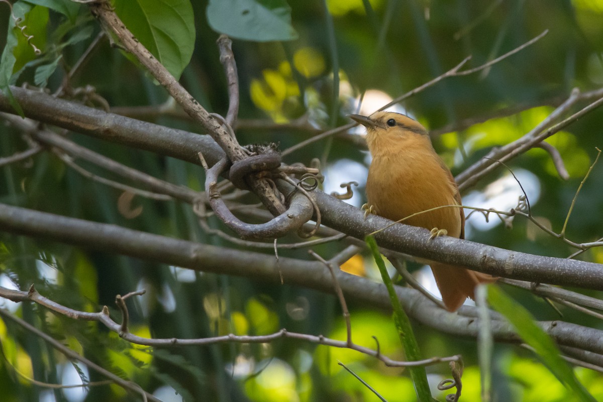 Buff-fronted Foliage-gleaner - Pablo Re