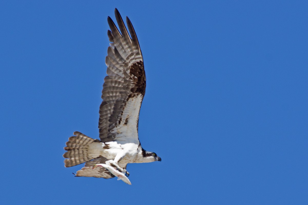 Águila Pescadora - ML463745181