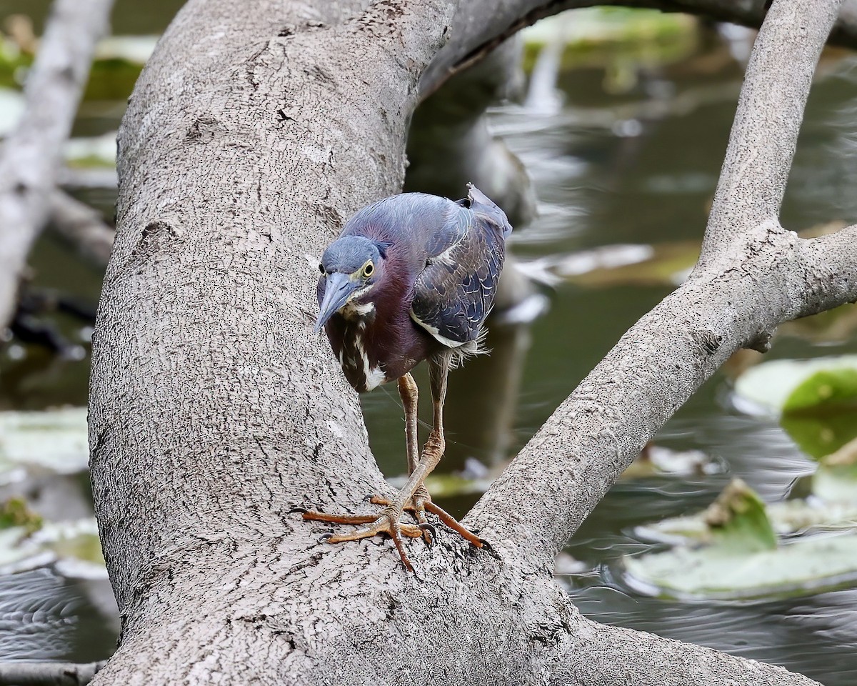 Green Heron - ML463745401