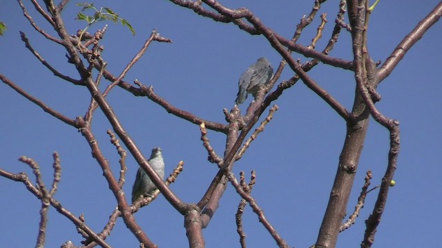 Sayaca Tanager - ML463745541