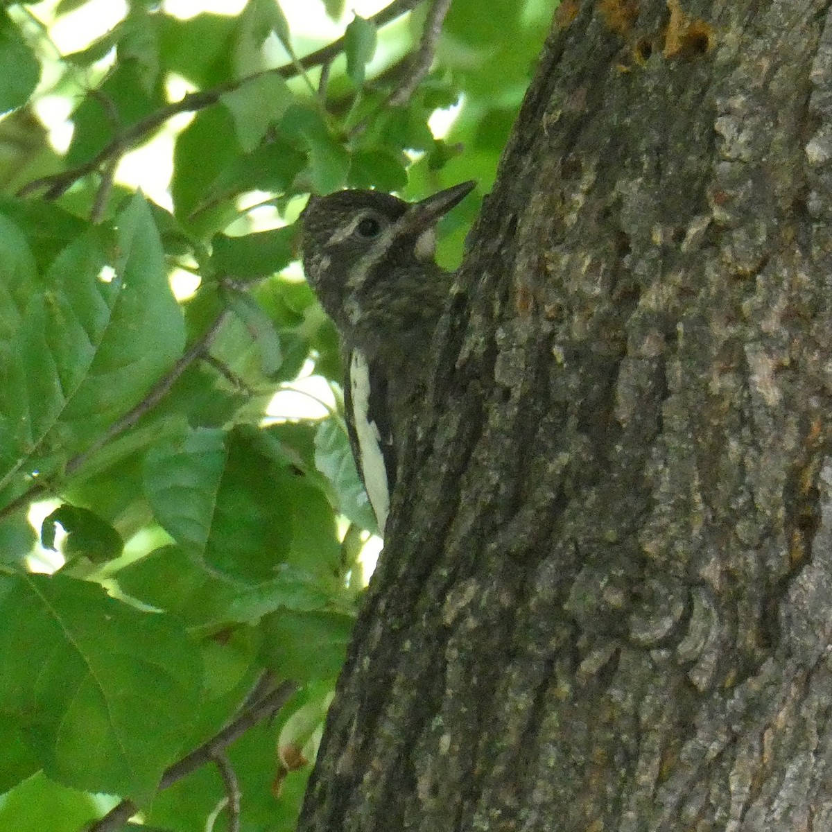 Yellow-bellied Sapsucker - ML463748531