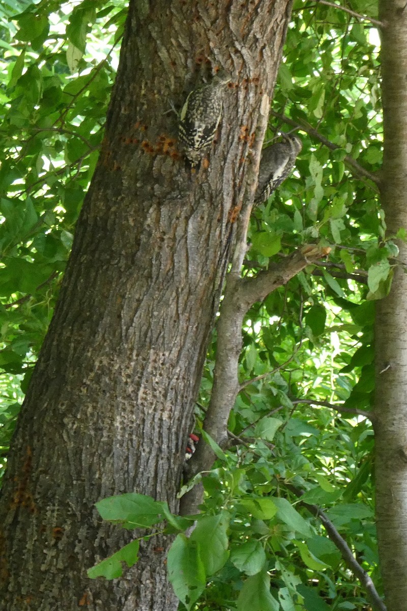 Yellow-bellied Sapsucker - ML463748891