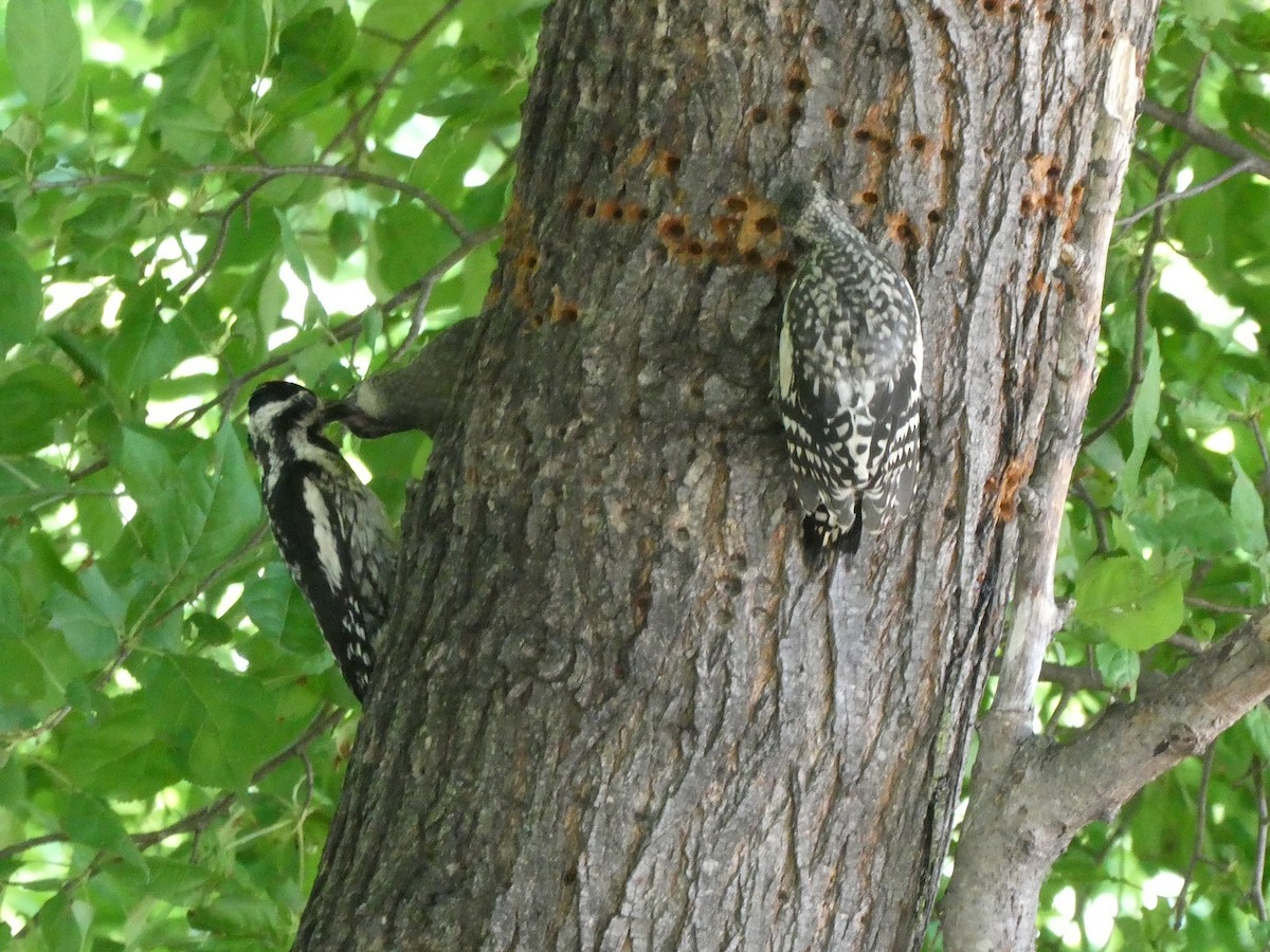 Yellow-bellied Sapsucker - ML463748981
