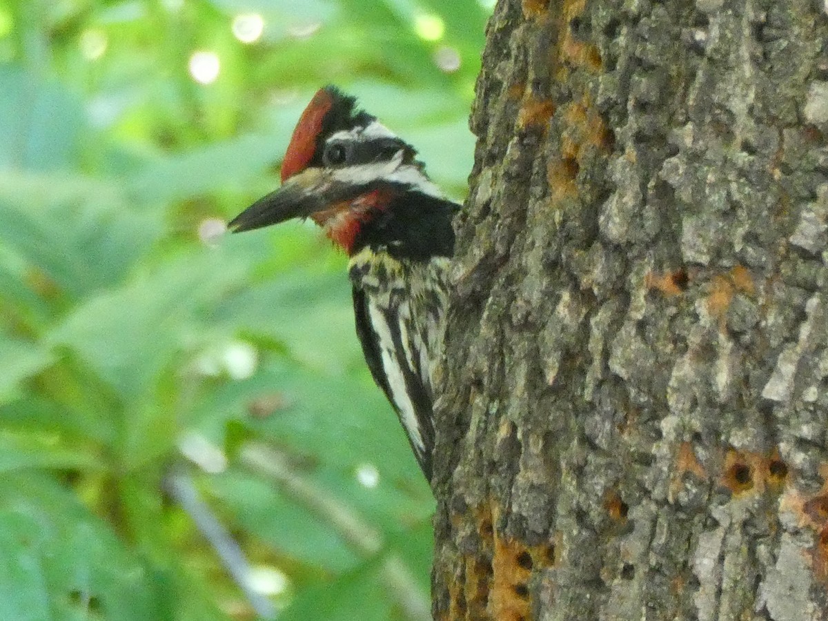 Yellow-bellied Sapsucker - ML463749301