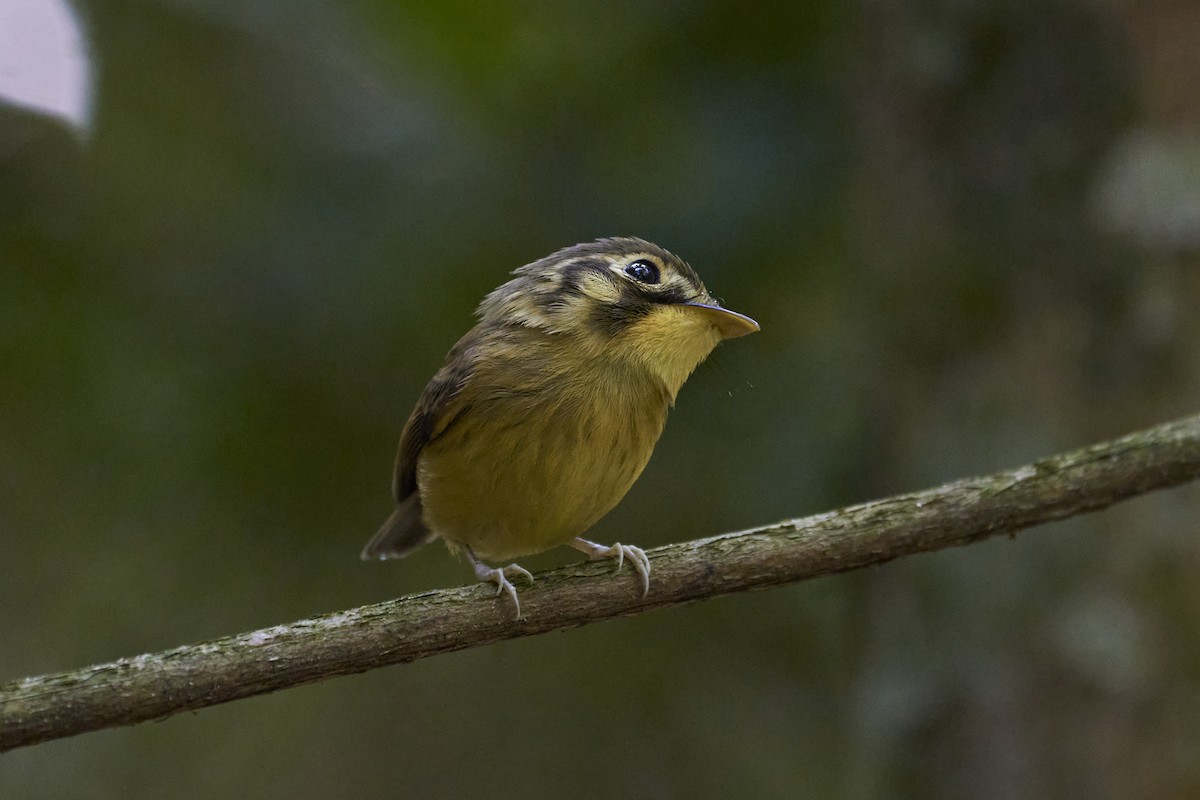 White-throated Spadebill - Daniel Alfenas