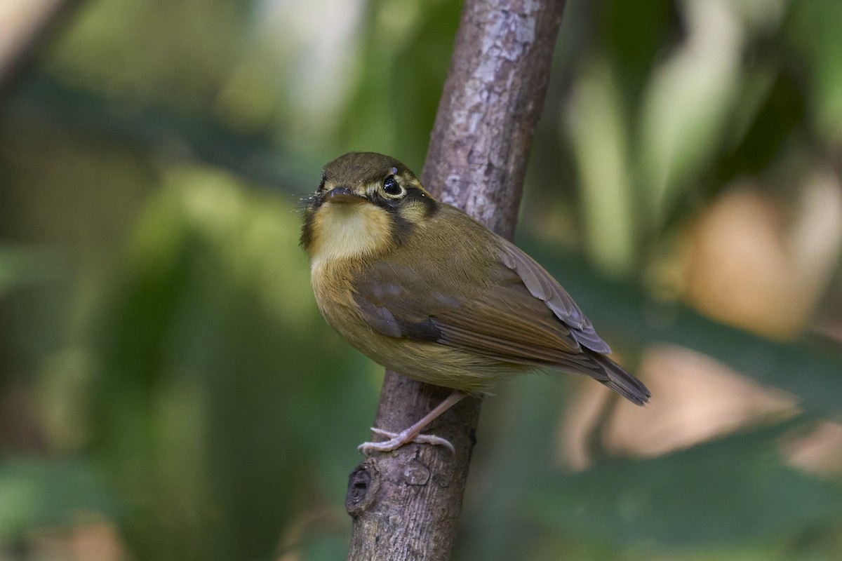 White-throated Spadebill - ML463749371