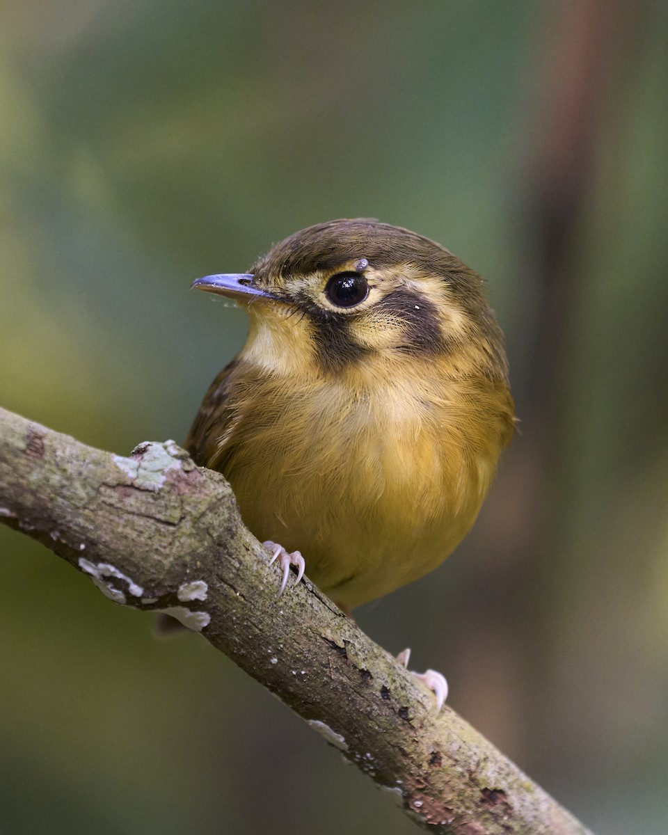 White-throated Spadebill - Daniel Alfenas