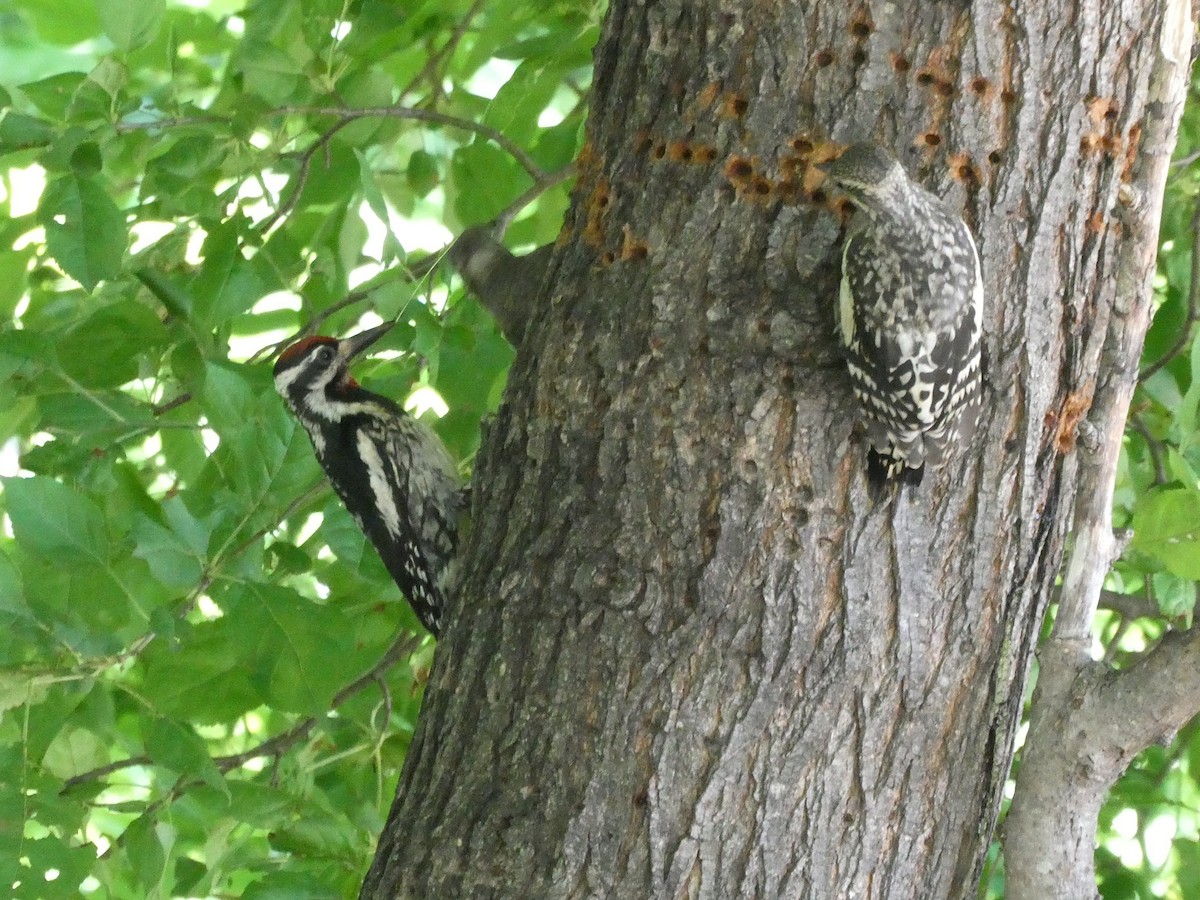 Yellow-bellied Sapsucker - ML463749431