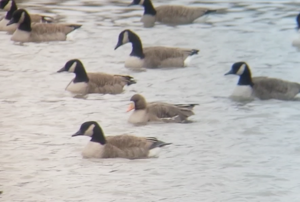 Greater White-fronted Goose - Zach Millen