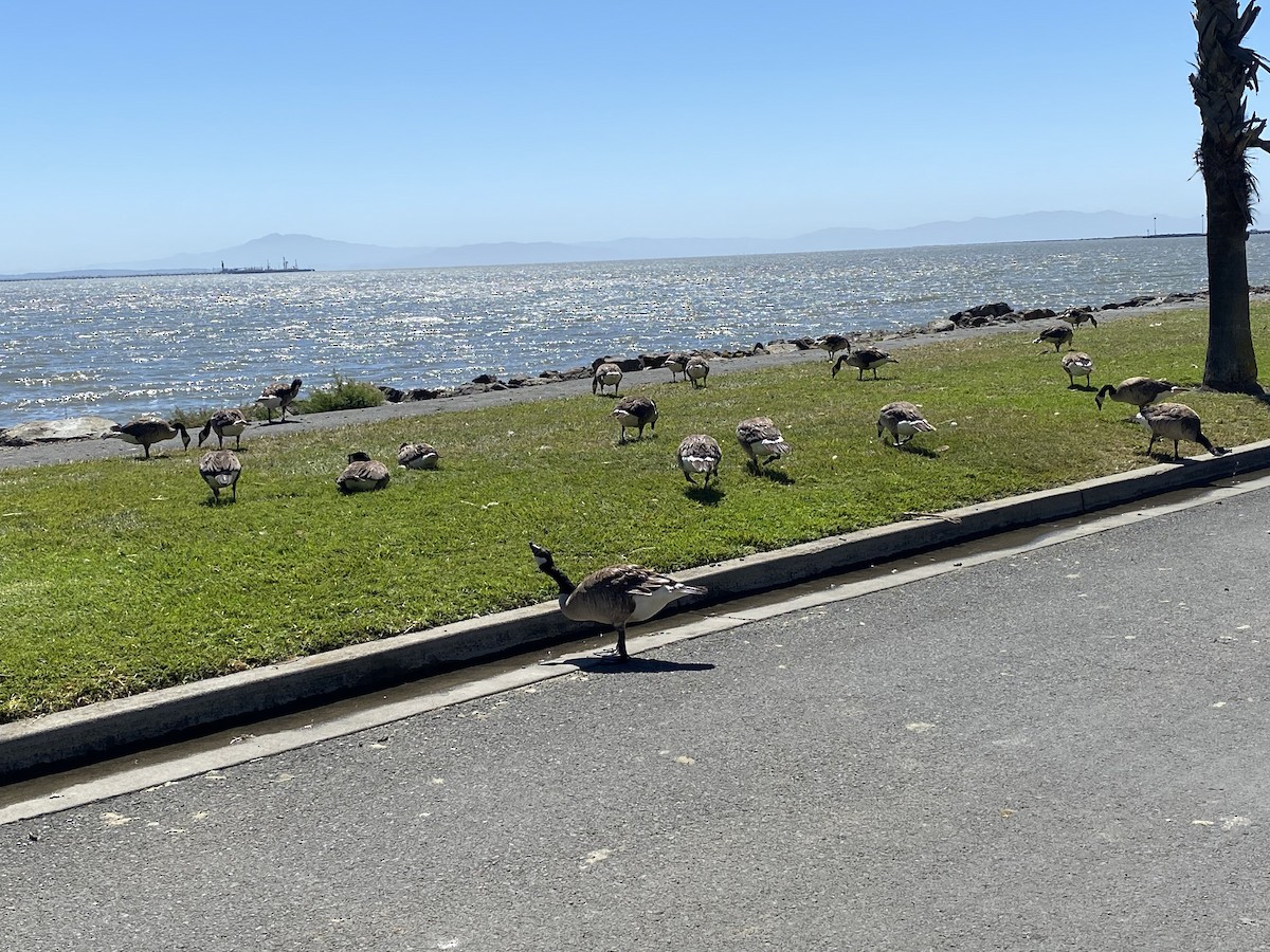 Canada Goose (moffitti/maxima) - ML463754871