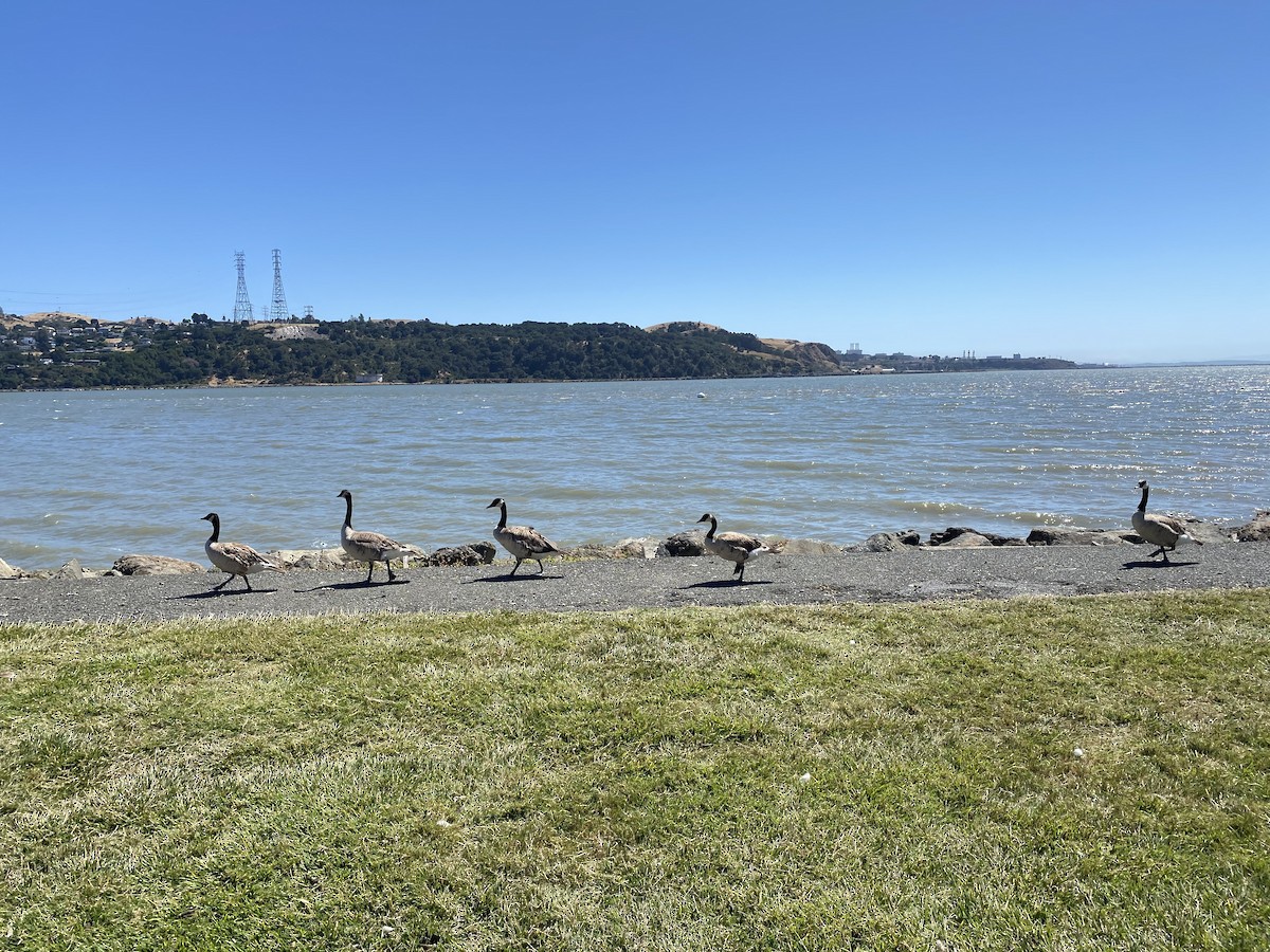 Canada Goose (moffitti/maxima) - ML463754891