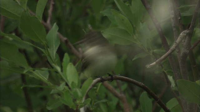 Alder Flycatcher - ML463755