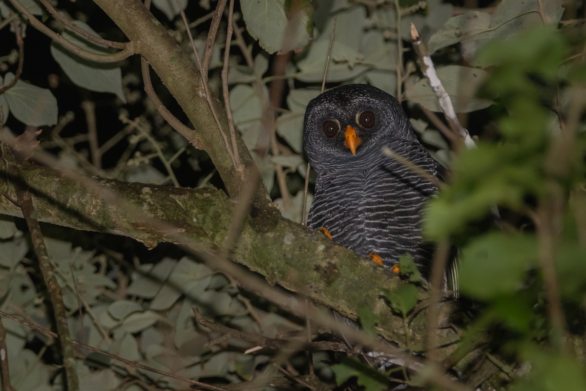 Black-banded Owl - Pablo Re