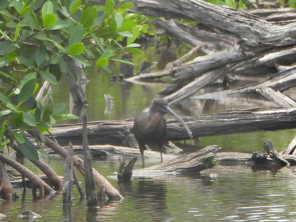 Glossy Ibis - ML463755391