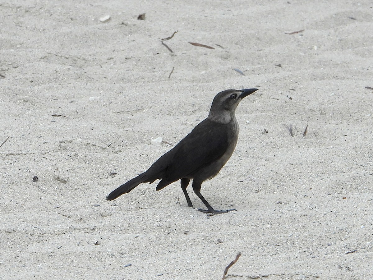 Carib Grackle - ML463755411