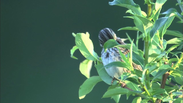 Savannah Sparrow - ML463757