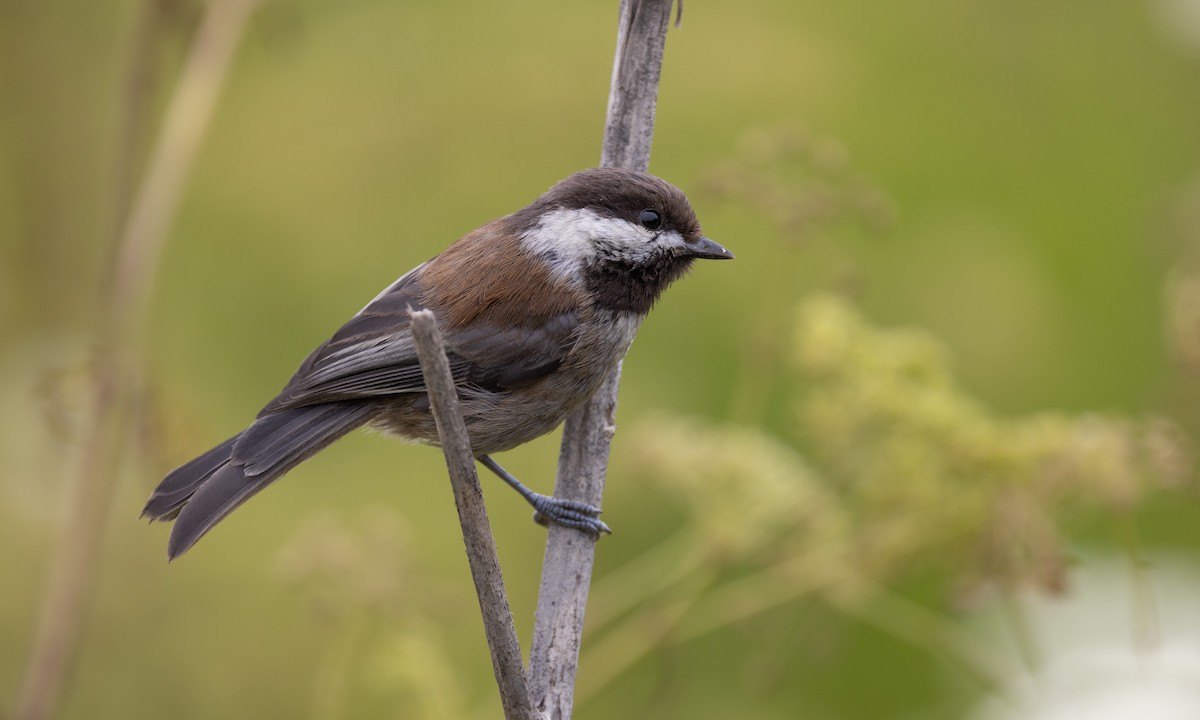 Chestnut-backed Chickadee - ML463757211