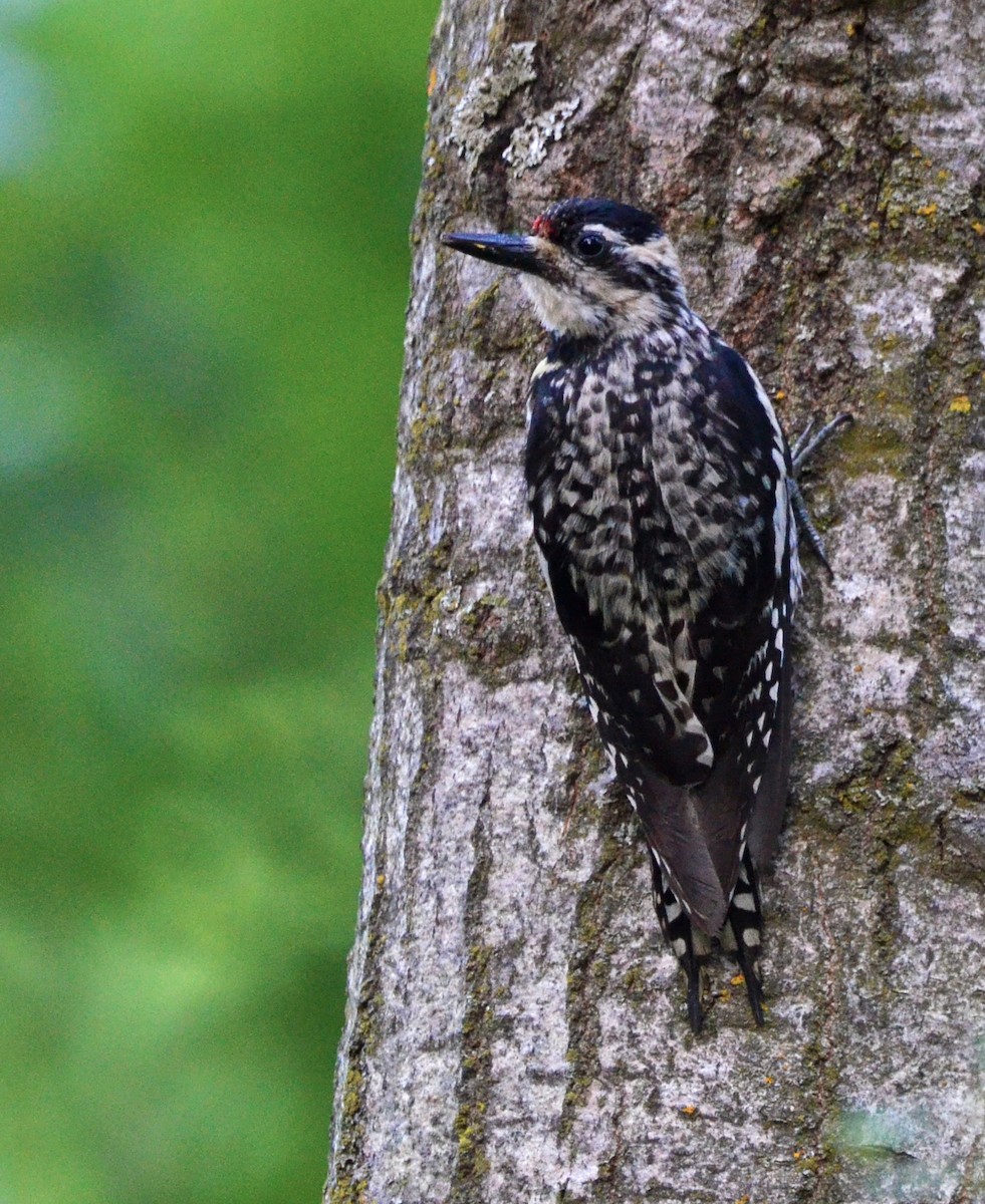Yellow-bellied Sapsucker - ML463757951