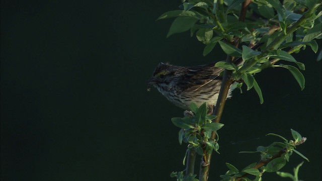 Savannah Sparrow - ML463758