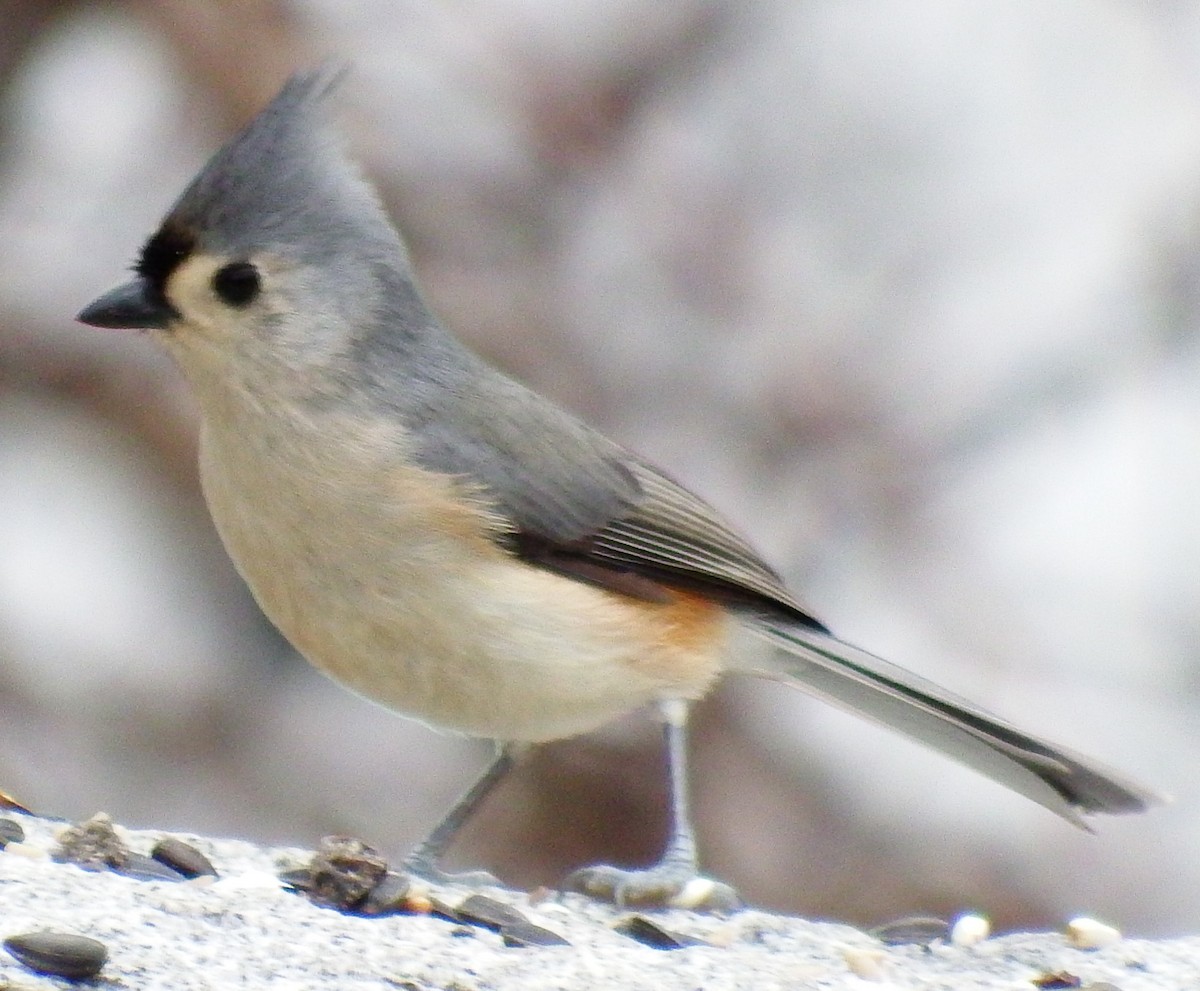 Tufted Titmouse - ML46375801