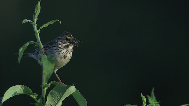 Savannah Sparrow - ML463759