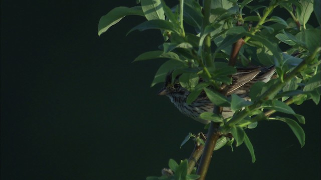 Savannah Sparrow - ML463760