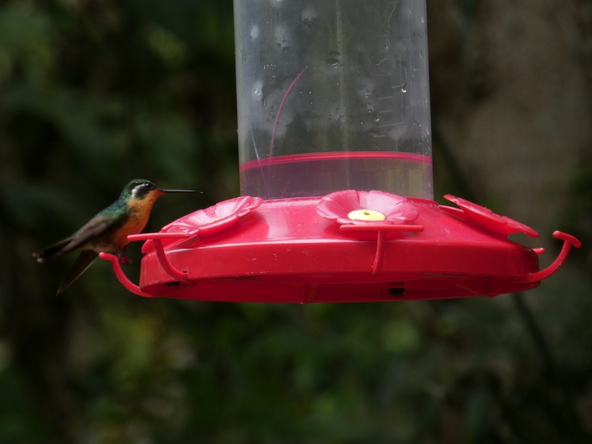 Colibri à gorge pourprée - ML463760151