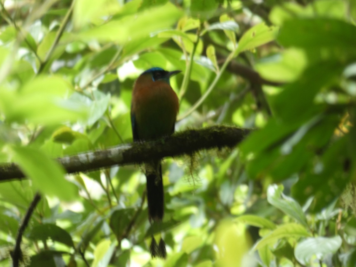 diademmotmot - ML463760301