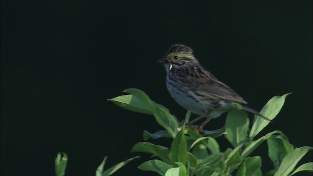 Savannah Sparrow - ML463761