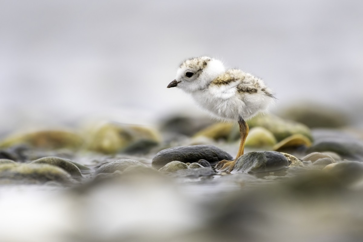 Piping Plover - Matthew Bode