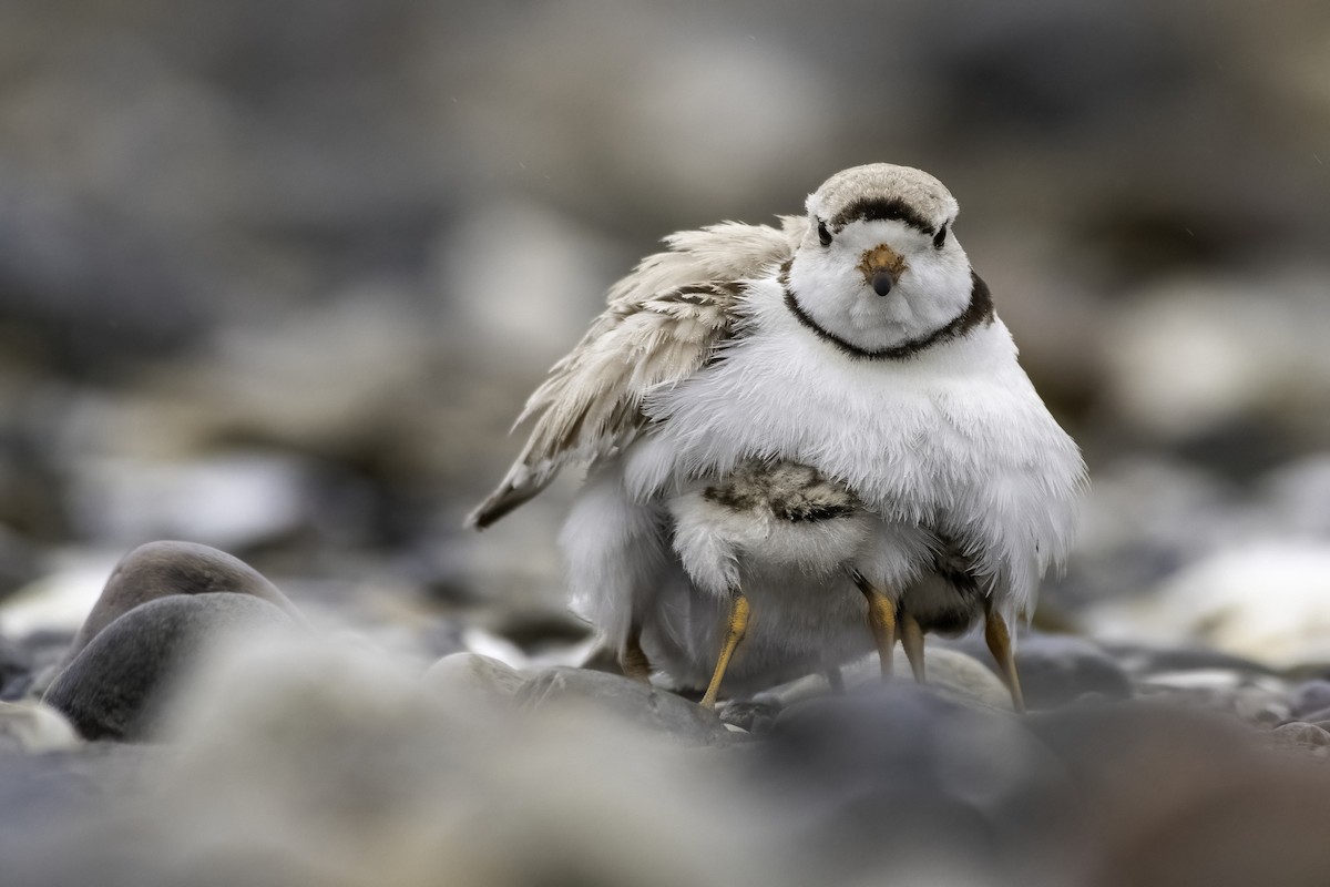 Piping Plover - Matthew Bode