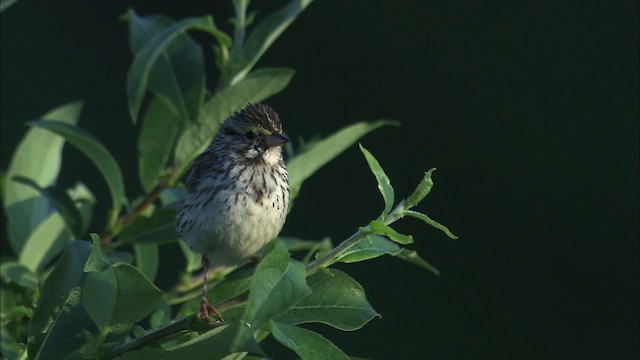 Savannah Sparrow - ML463762