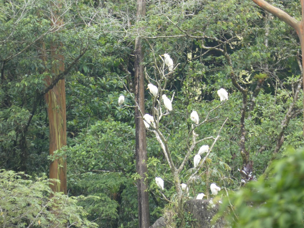 Western Cattle Egret - ML463762721