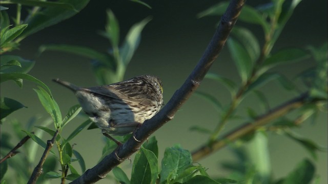 Savannah Sparrow - ML463763