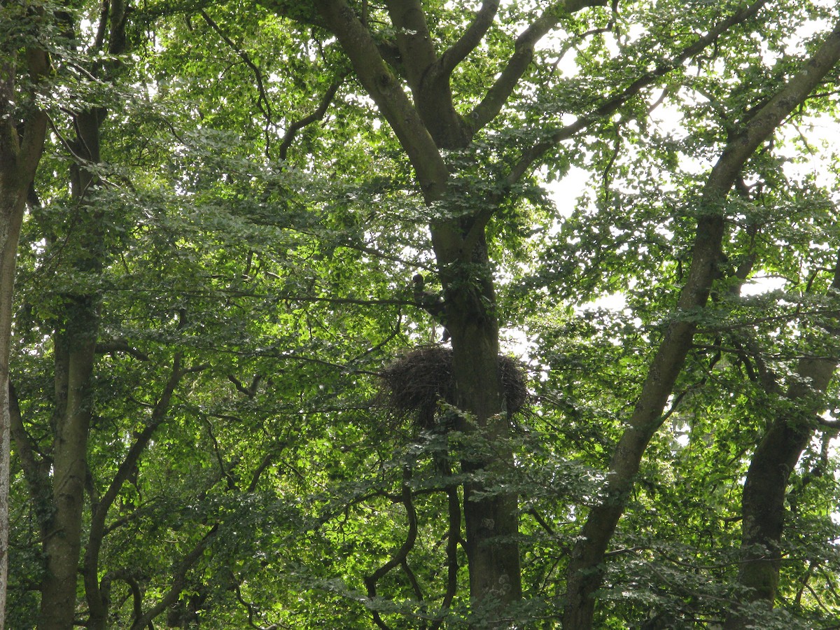 Black Stork - ML463763121