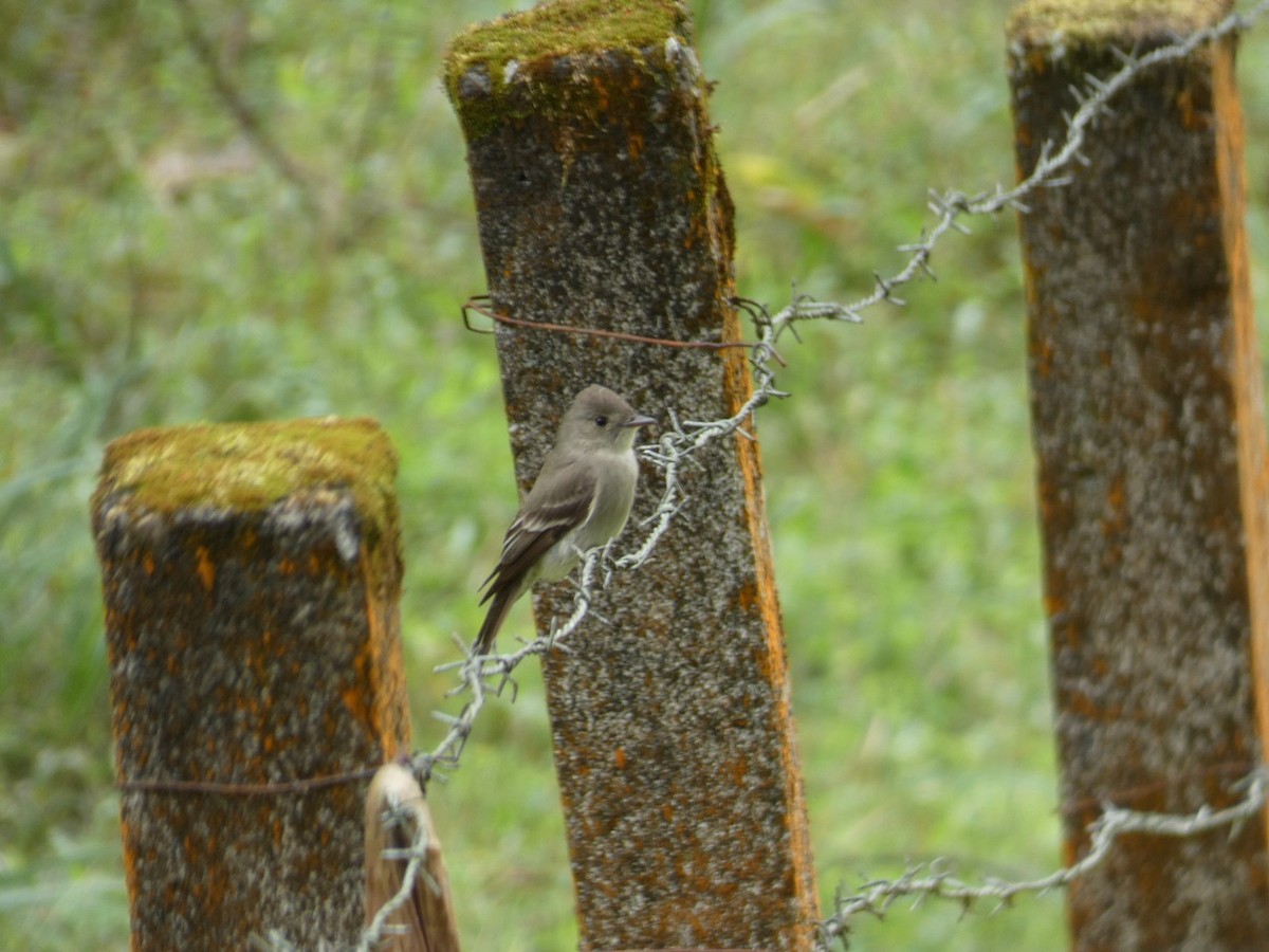 Northern Tropical Pewee - ML463763821