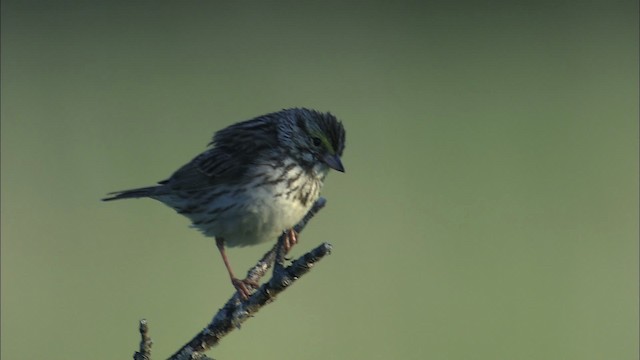 Savannah Sparrow - ML463764