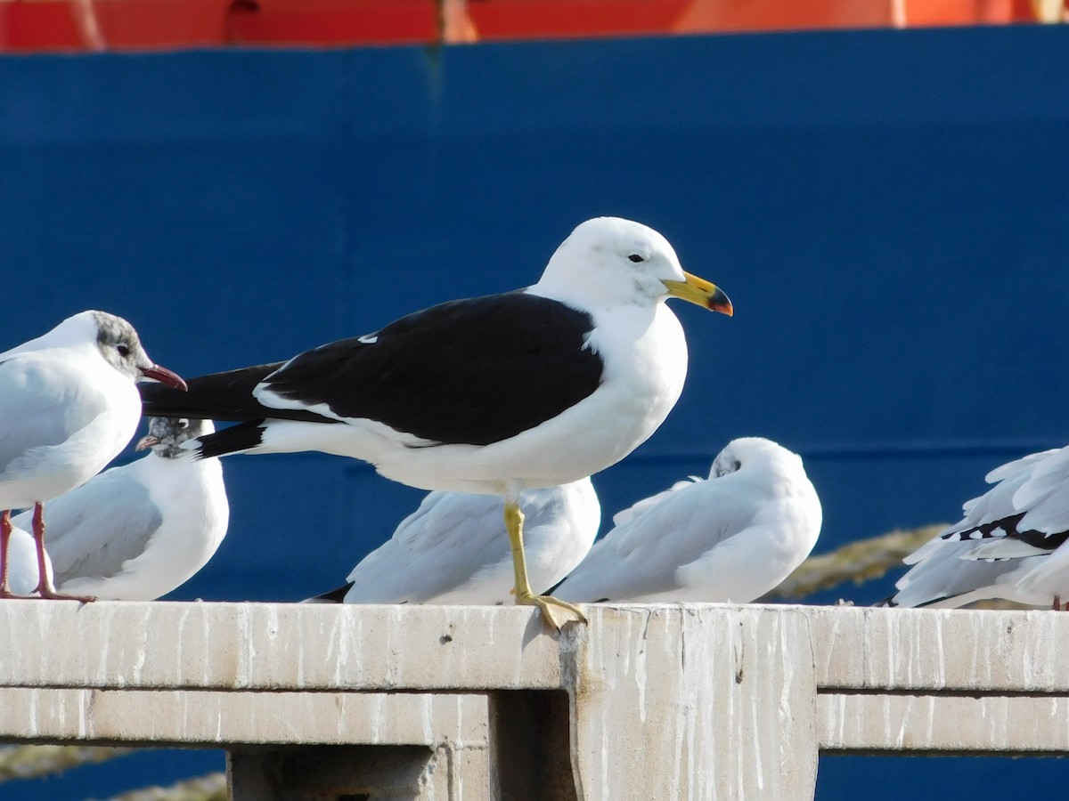 Olrog's Gull - ML463764181