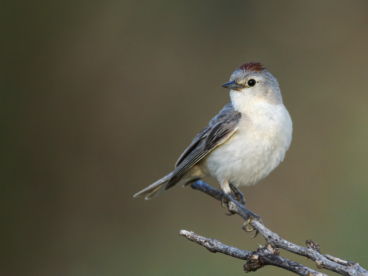 mesquiteparula - ML463764851