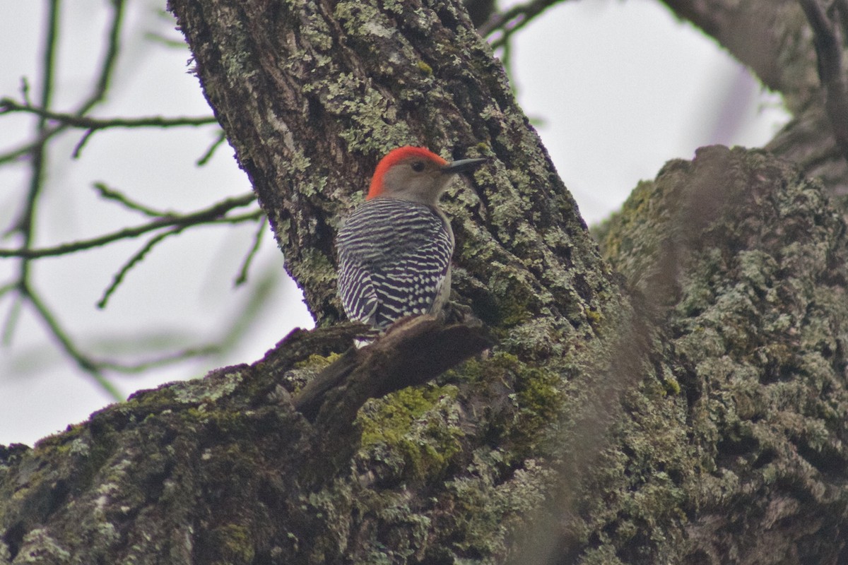 Red-bellied Woodpecker - ML46376551