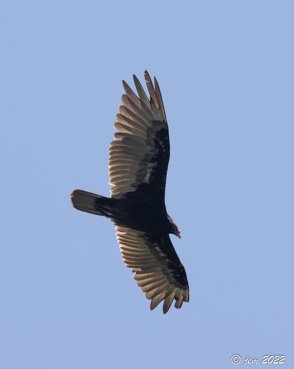 Turkey Vulture - ML463765841