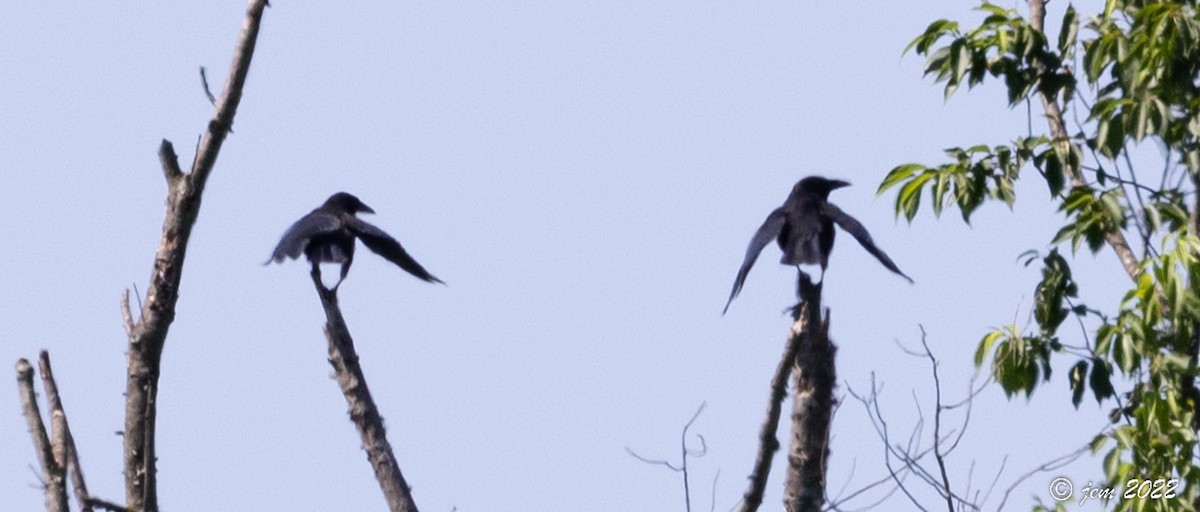 American Crow - ML463765871