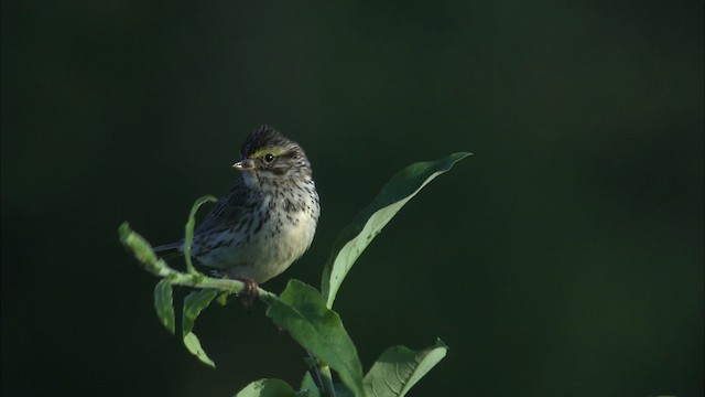 Savannah Sparrow - ML463766
