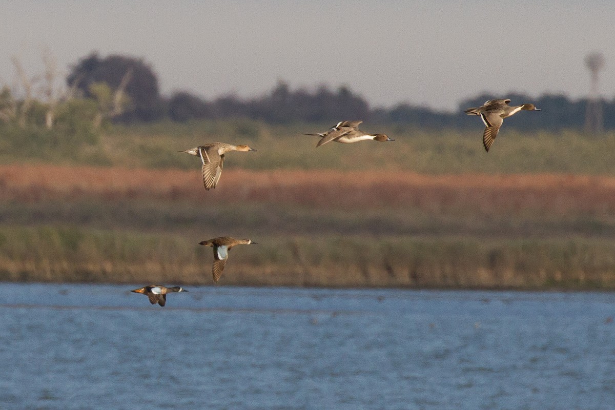 Blue-winged Teal - ML46376771