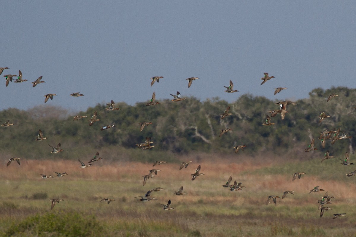 Blue-winged Teal - ML46376791