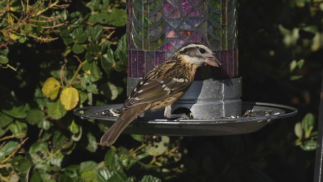 Black-headed Grosbeak - ML463768301