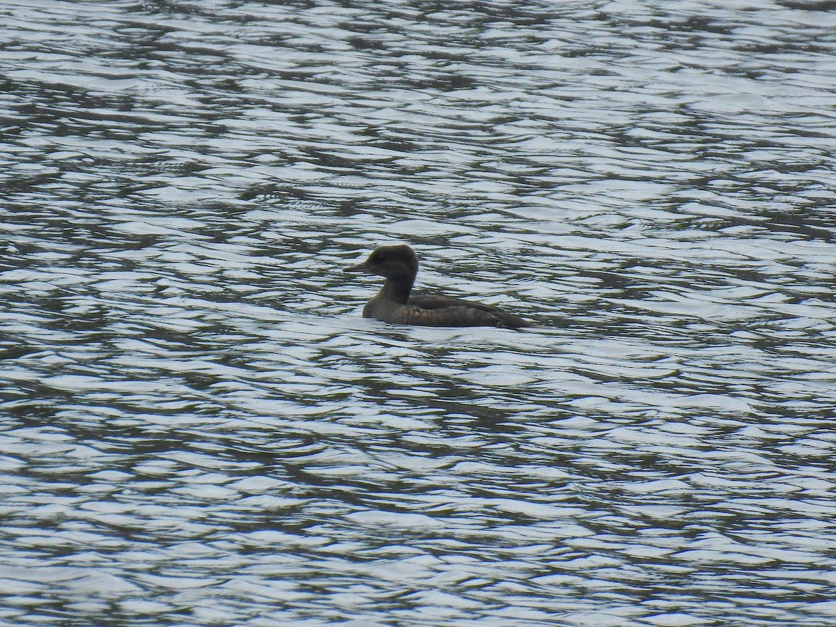 Hooded Merganser - ML463768861