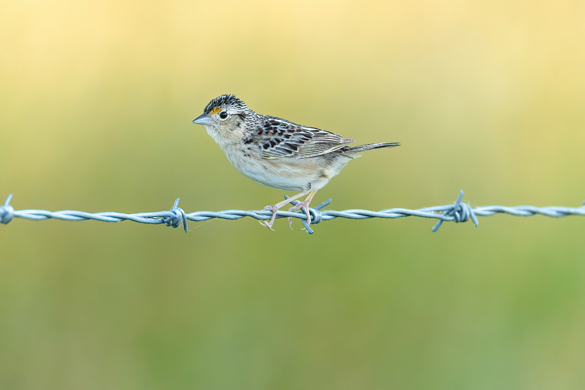 Grasshopper Sparrow - ML463769161